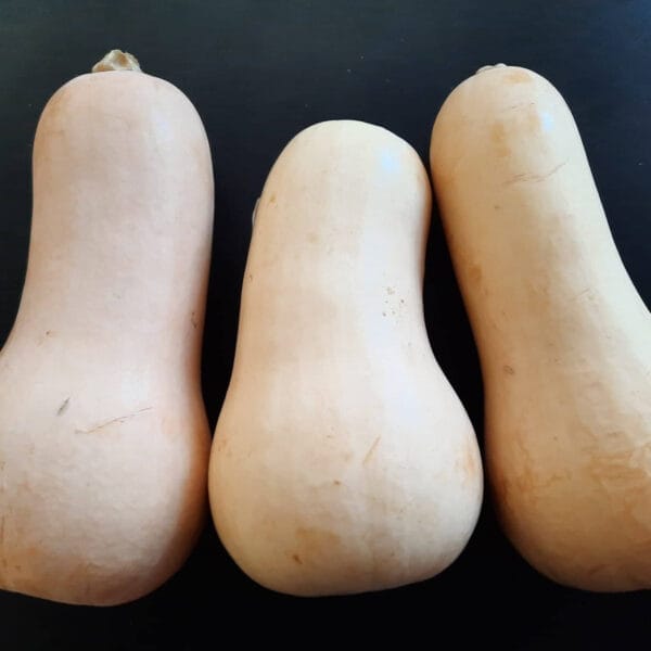Courge "Butternut"