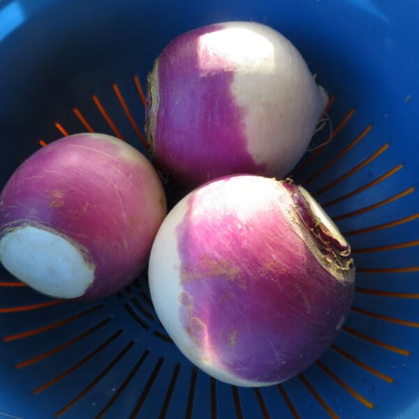 Rabiole "Purple top"