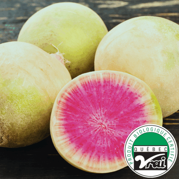 Radis melons - Bio