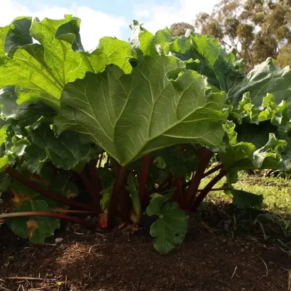 Rhubarbe