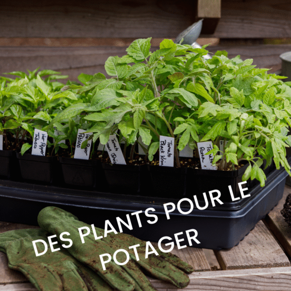 Plants pour le potager - Tomate Oxheart