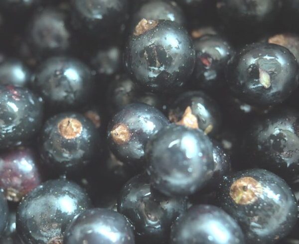 Cassis congelés