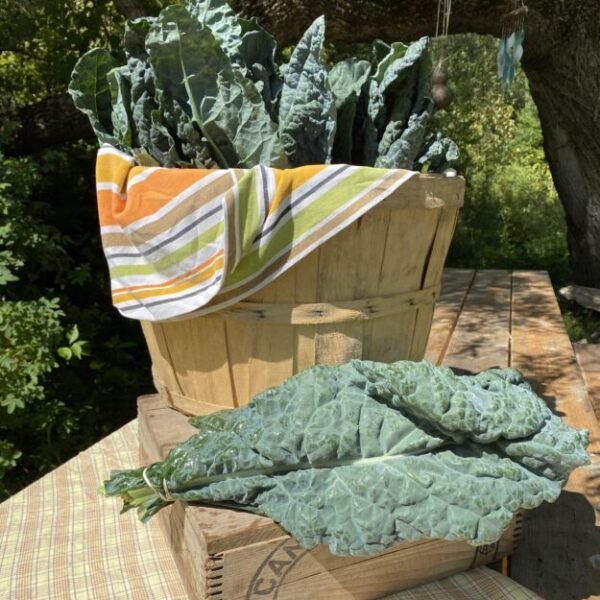 Kale - Bio
