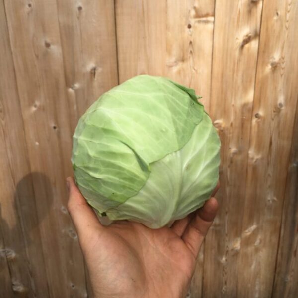 Chou vert - Bio
