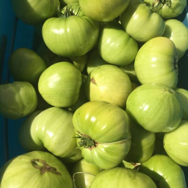 Tomates Vertes - Bio