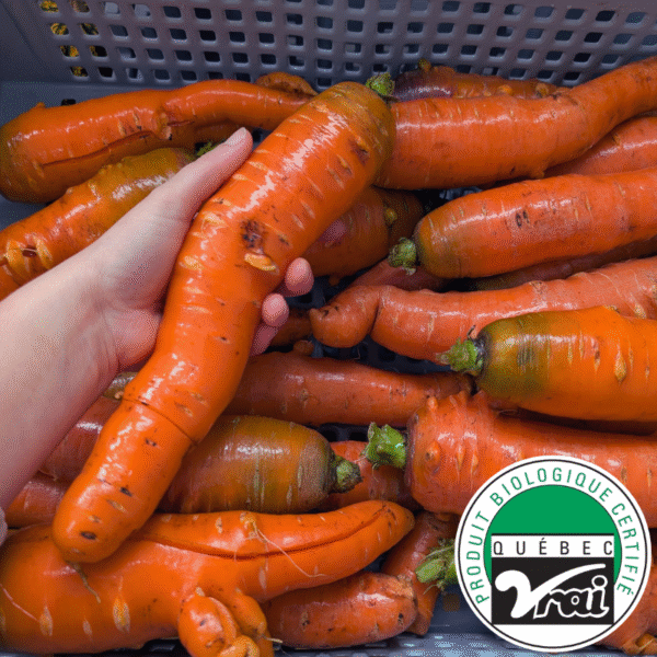 Énormes carottes en sac et no2 - Bio