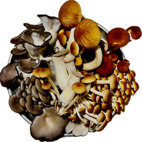 Panier découverte Mix