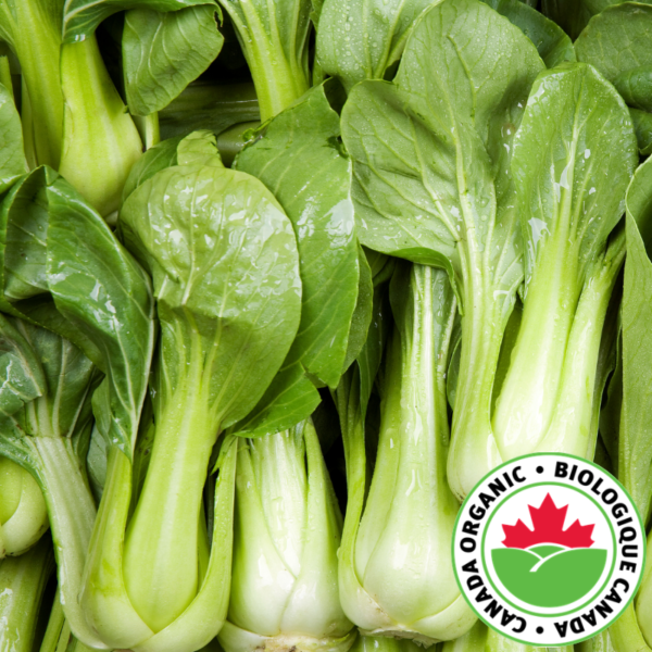 Bok choy - bio
