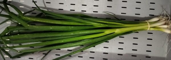 Oignon vert