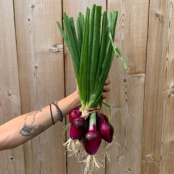 Oignons rouges frais - Bio