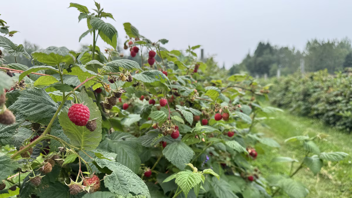 Framboises