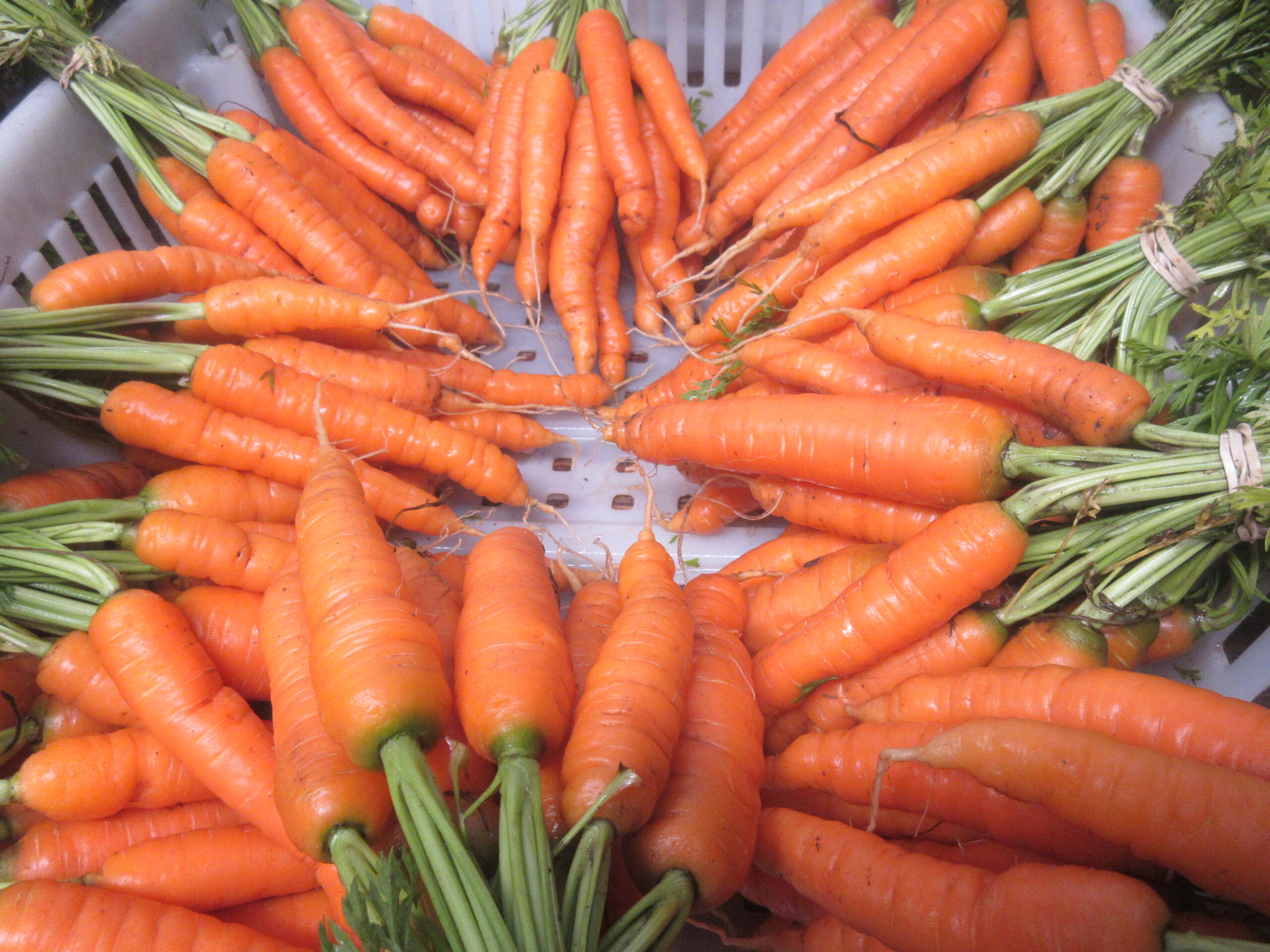 Carottes – Bio