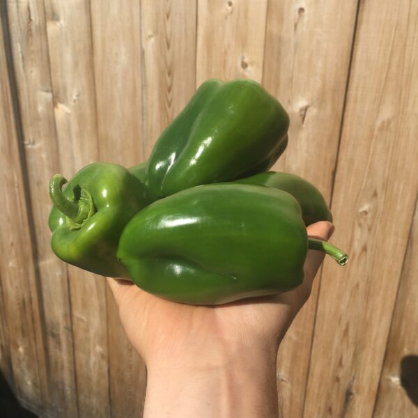 Poivrons verts - Bio