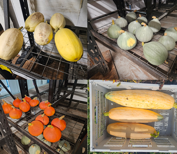 Courges mélangées au kg