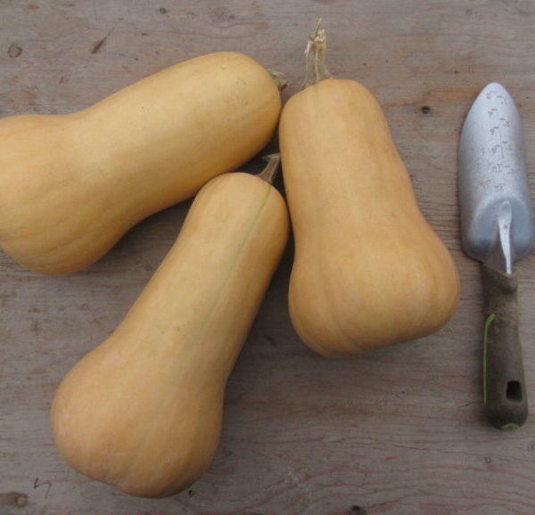 Courge Butternut - Bio