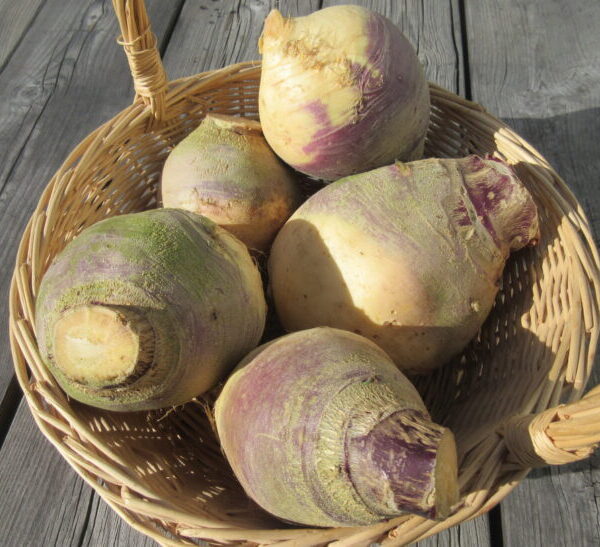 Rutabaga -Bio