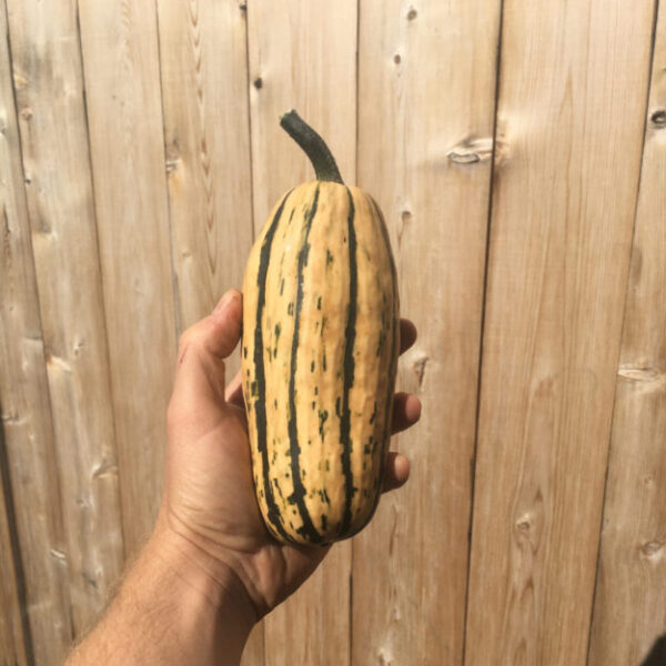 Courge delicata - Bio