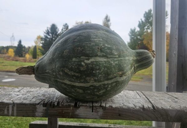 Courge hubbard