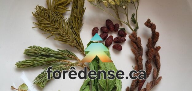 Forêdense
